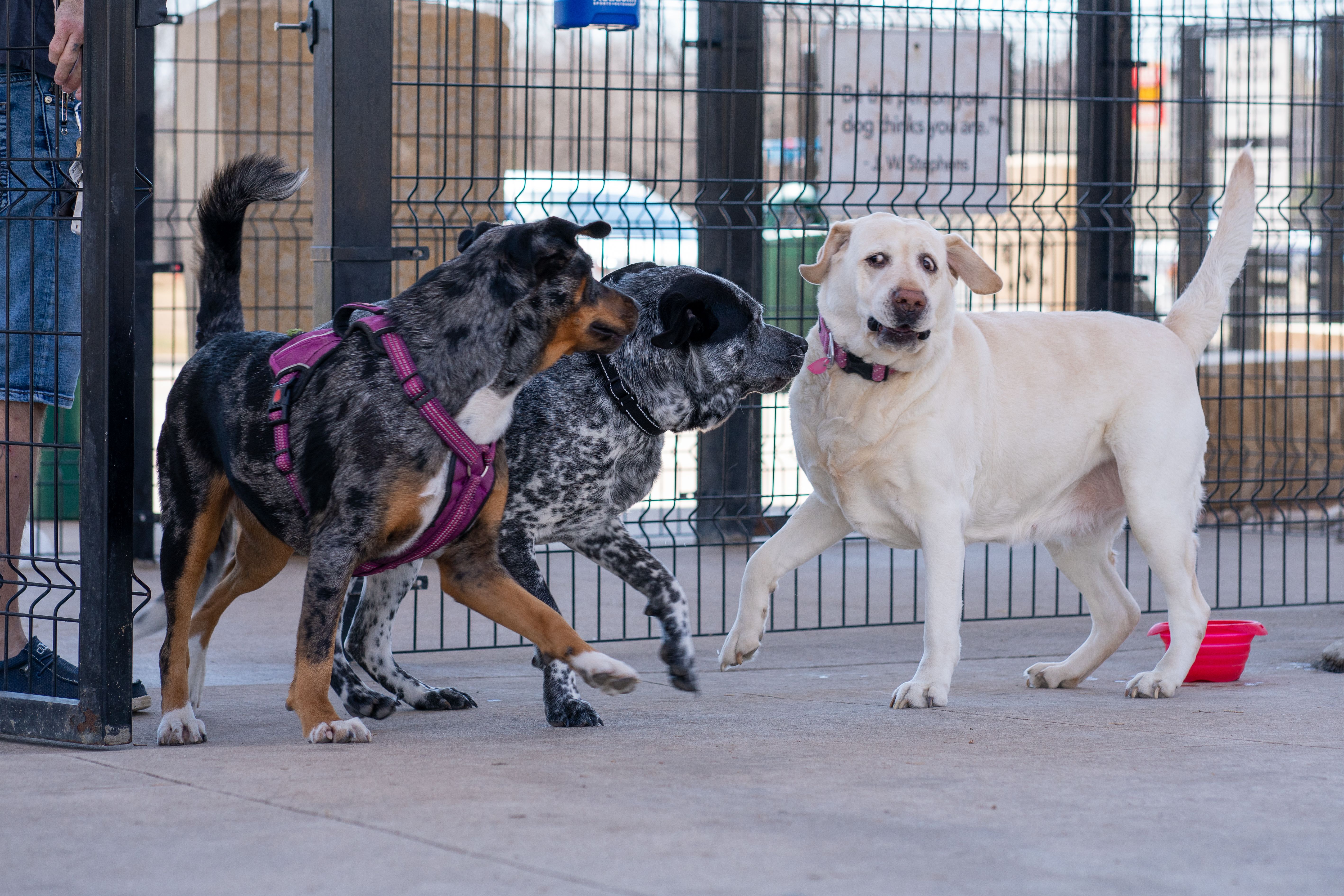 Chiens sociables réunis en extérieur